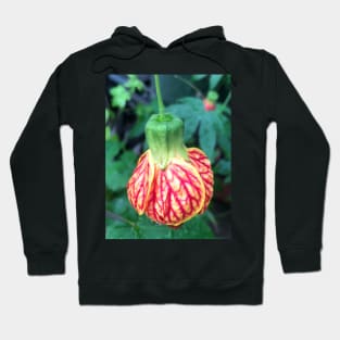 Hanging Tender Christmas Bud of the Flowering Maple Hoodie